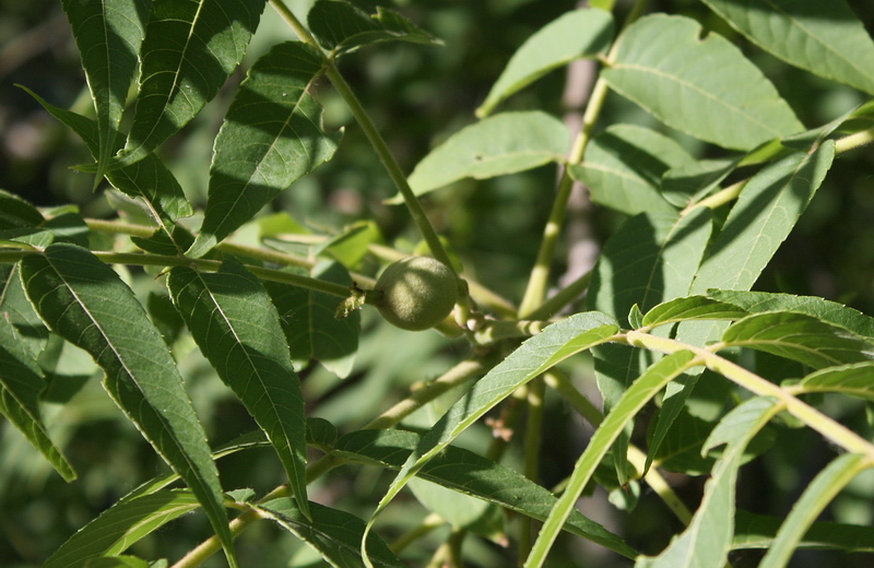 Image of Juglans nigra specimen.