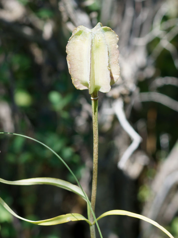 Image of Fritillaria walujewii specimen.