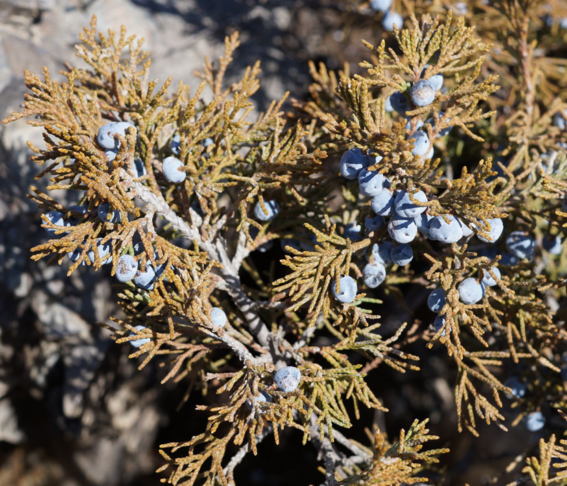 Image of Juniperus sabina specimen.