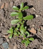 Portulaca oleracea. Молодое растение. Восточный Казахстан, Уланский р-н, с. Украинка, дачный участок, сорняк. 27.06.2015.