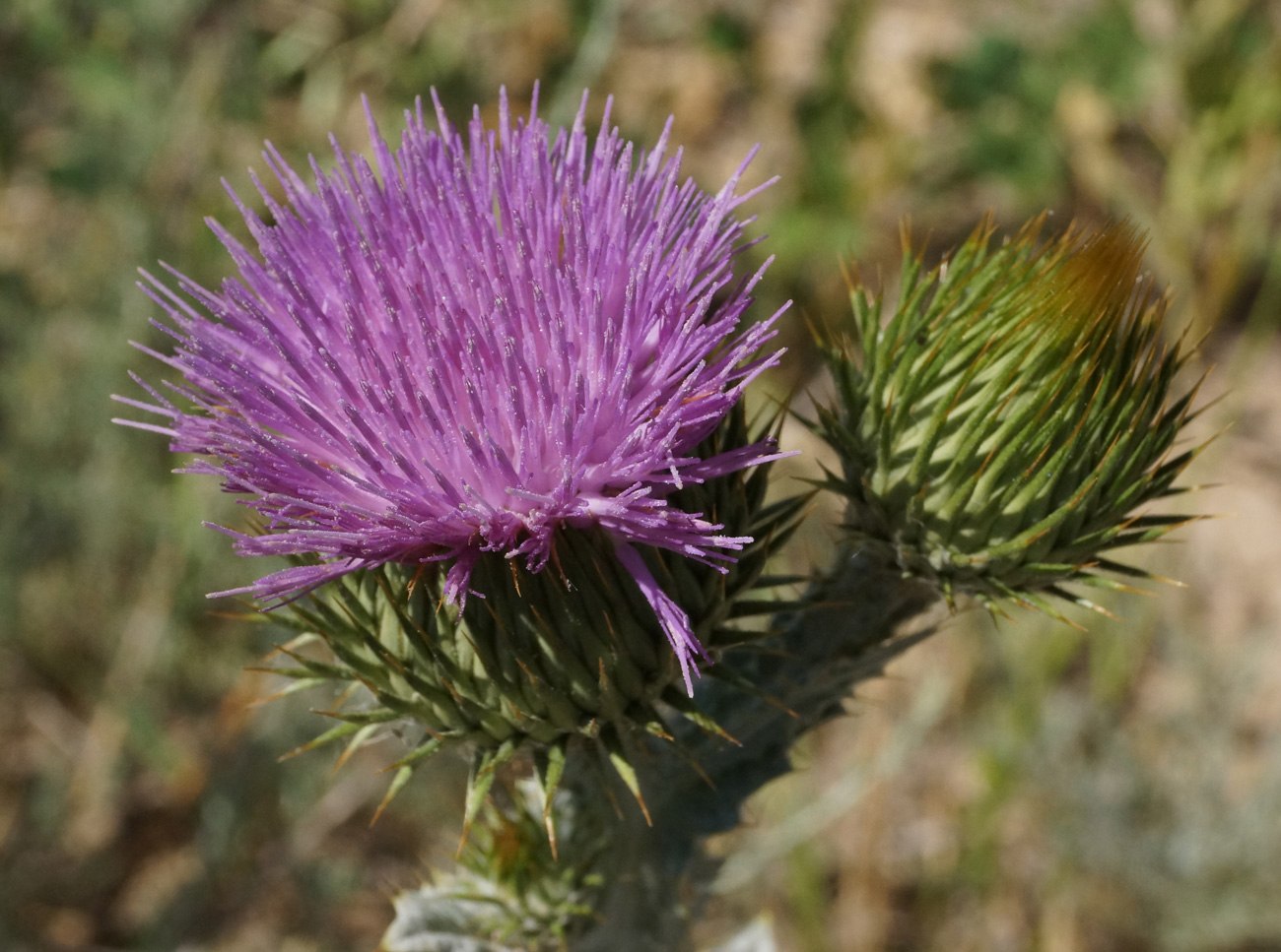 Image of Onopordum acanthium specimen.