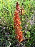 Orobanche subspecies xanthostigma