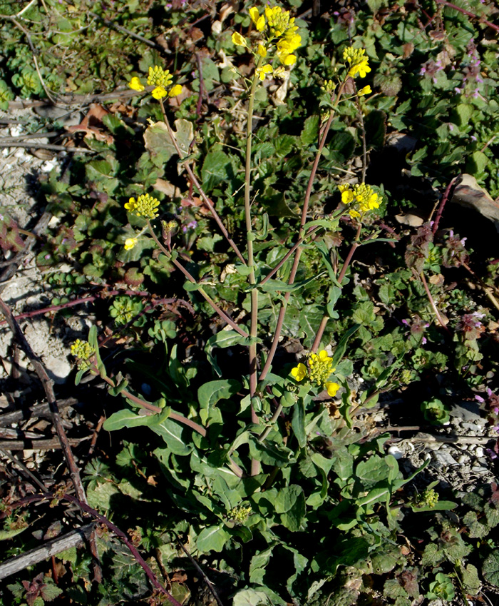 Image of Brassica napus specimen.