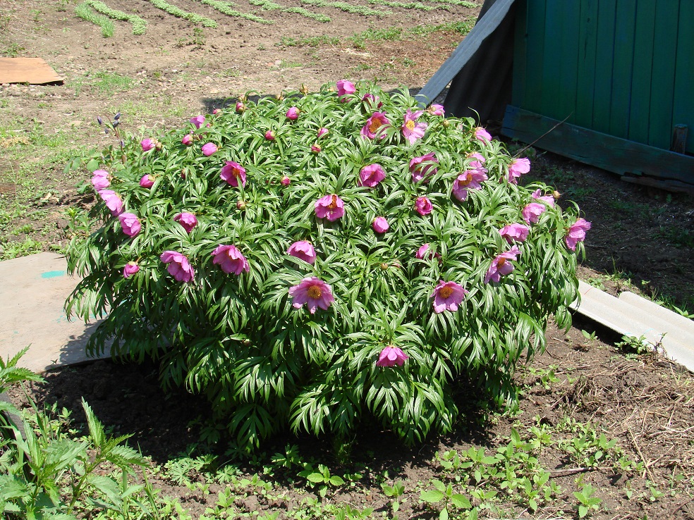 Image of Paeonia anomala specimen.