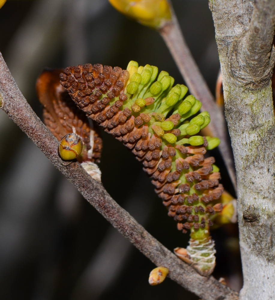 Image of Hakea bucculenta specimen.