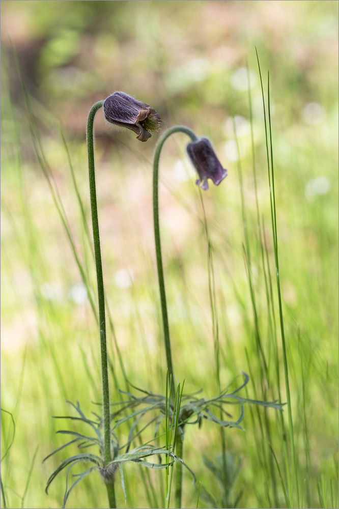 Image of Pulsatilla pratensis specimen.