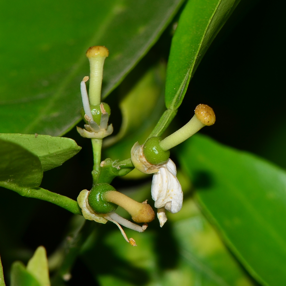 Изображение особи Citrus reticulata.