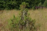 Juniperus communis. Взрослое растение (ветви поросли лишайником). Тверская обл., Осташковский р-н, окр. дер. Кравотынь, луг на песчаной почве. 22.07.2015.