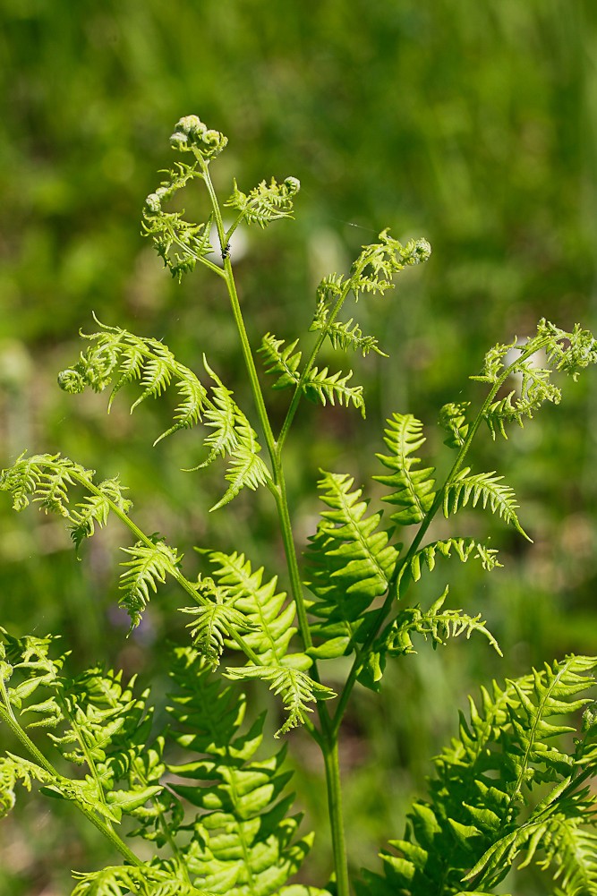 Image of Pteridium pinetorum specimen.