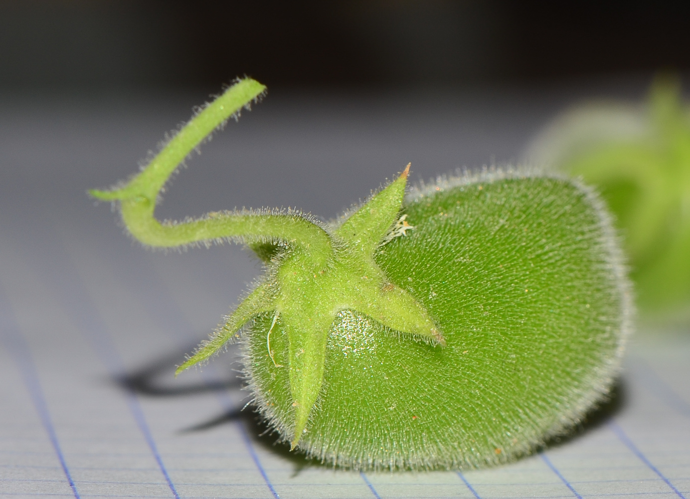 Image of Cicer arietinum specimen.