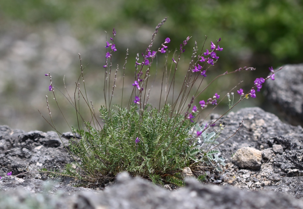 Image of Oxytropis mandshurica specimen.