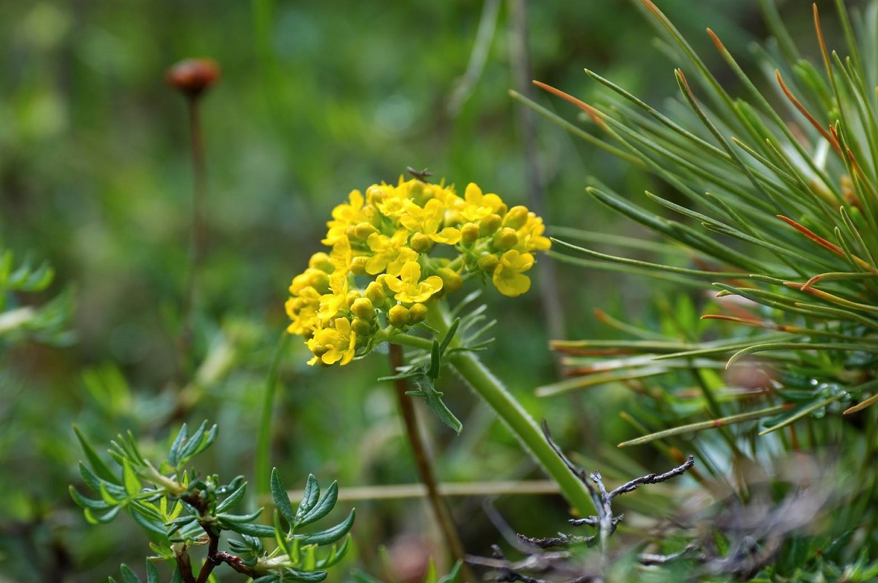 Image of Patrinia sibirica specimen.