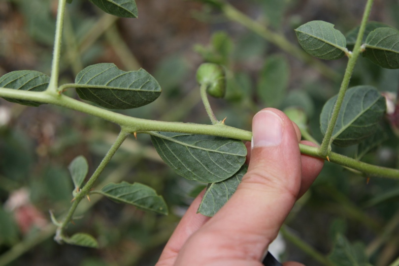 Изображение особи Capparis herbacea.