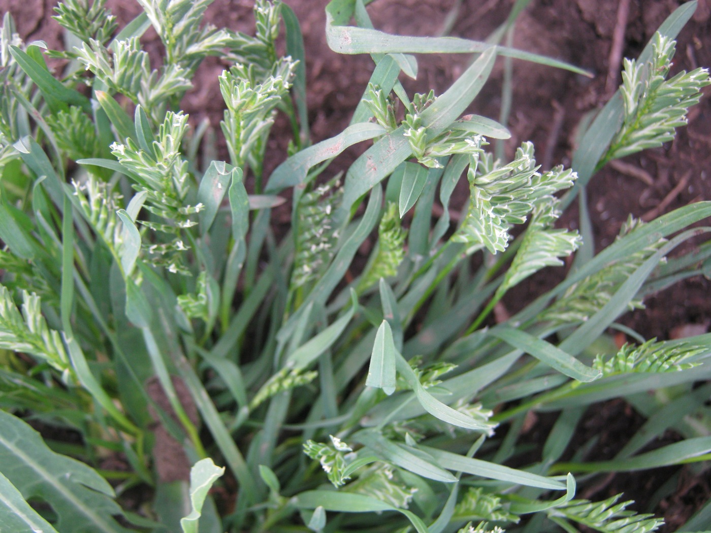 Image of Sclerochloa dura specimen.