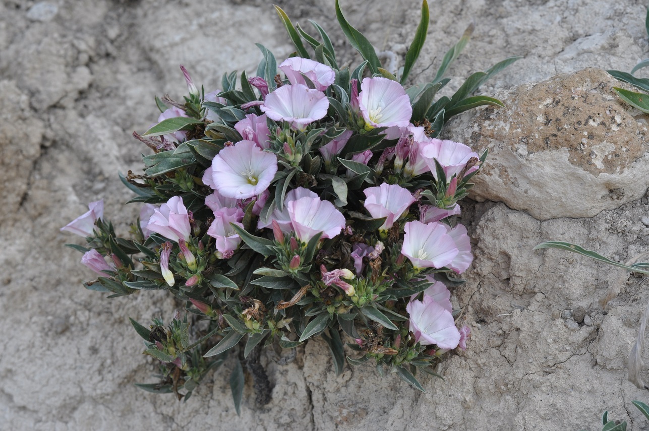 Image of Convolvulus lineatus specimen.