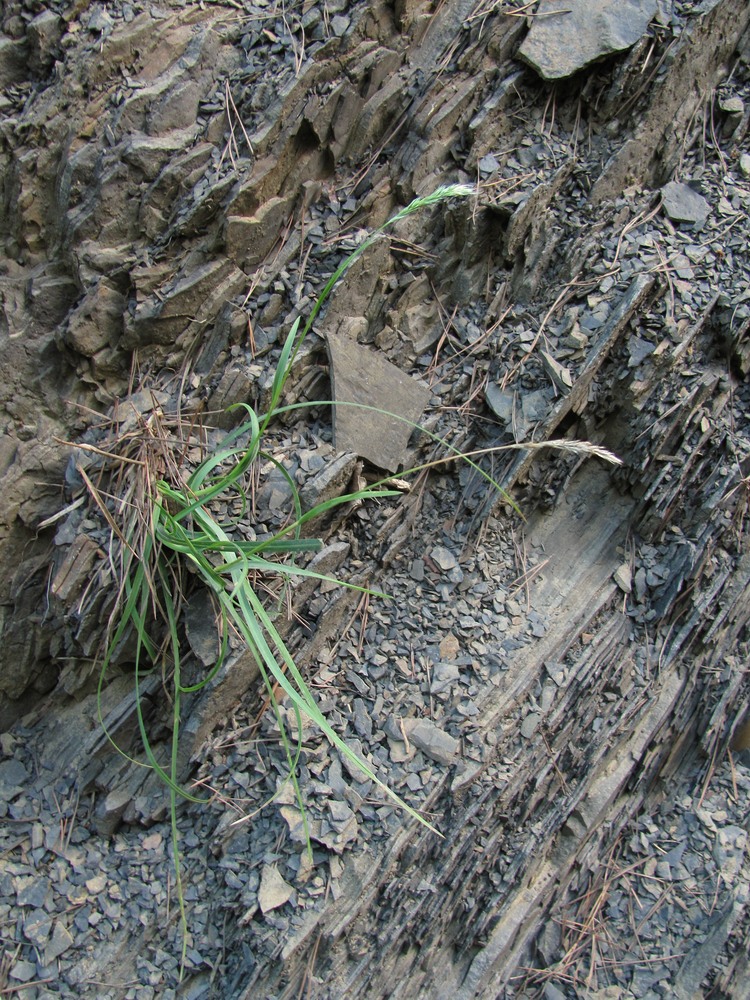 Изображение особи Sesleria alba.