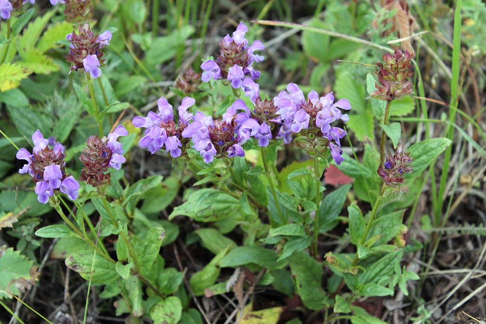 Image of Prunella grandiflora specimen.