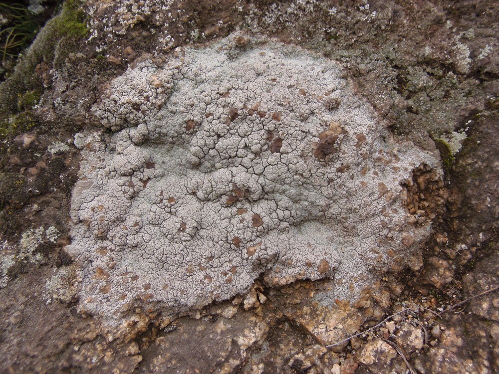 Изображение особи семейство Lecanoraceae.