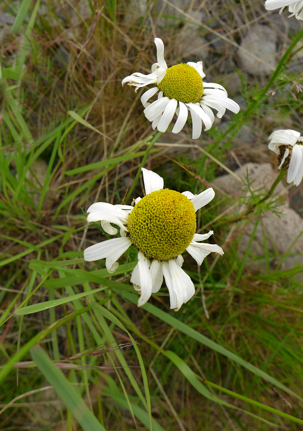 Image of Tripleurospermum hookeri specimen.