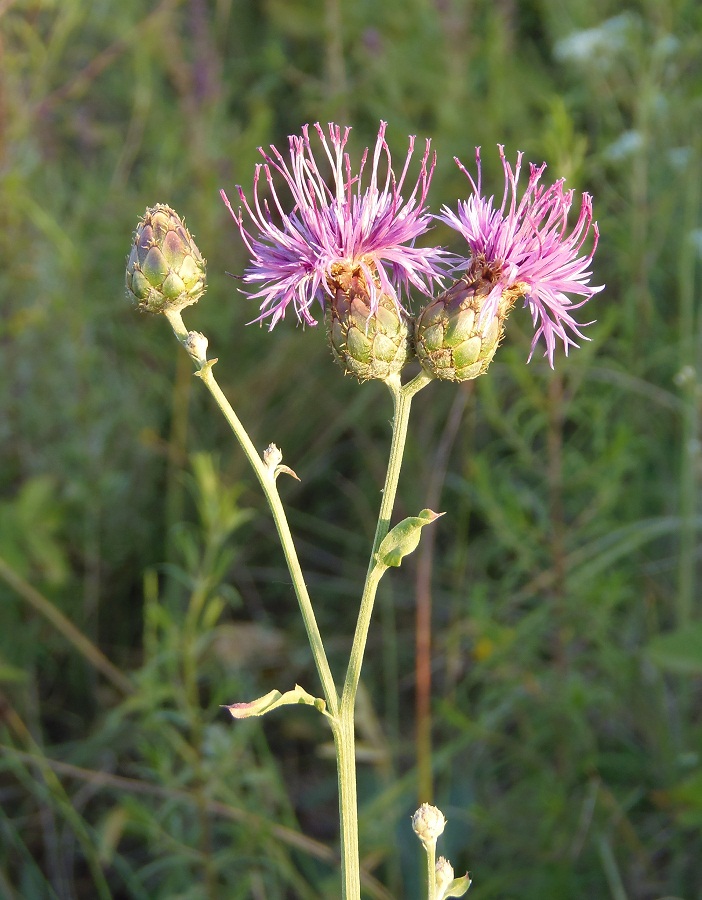 Image of Centaurea adpressa specimen.