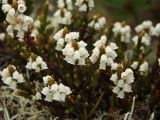 Cassiope ericoides. Верхушки побегов с цветками в каплях из тумана (вид сверху). Магаданская обл., Ольский р-н, бассейн р. Окса, на сопке среди лишайника. 29.06.2012.