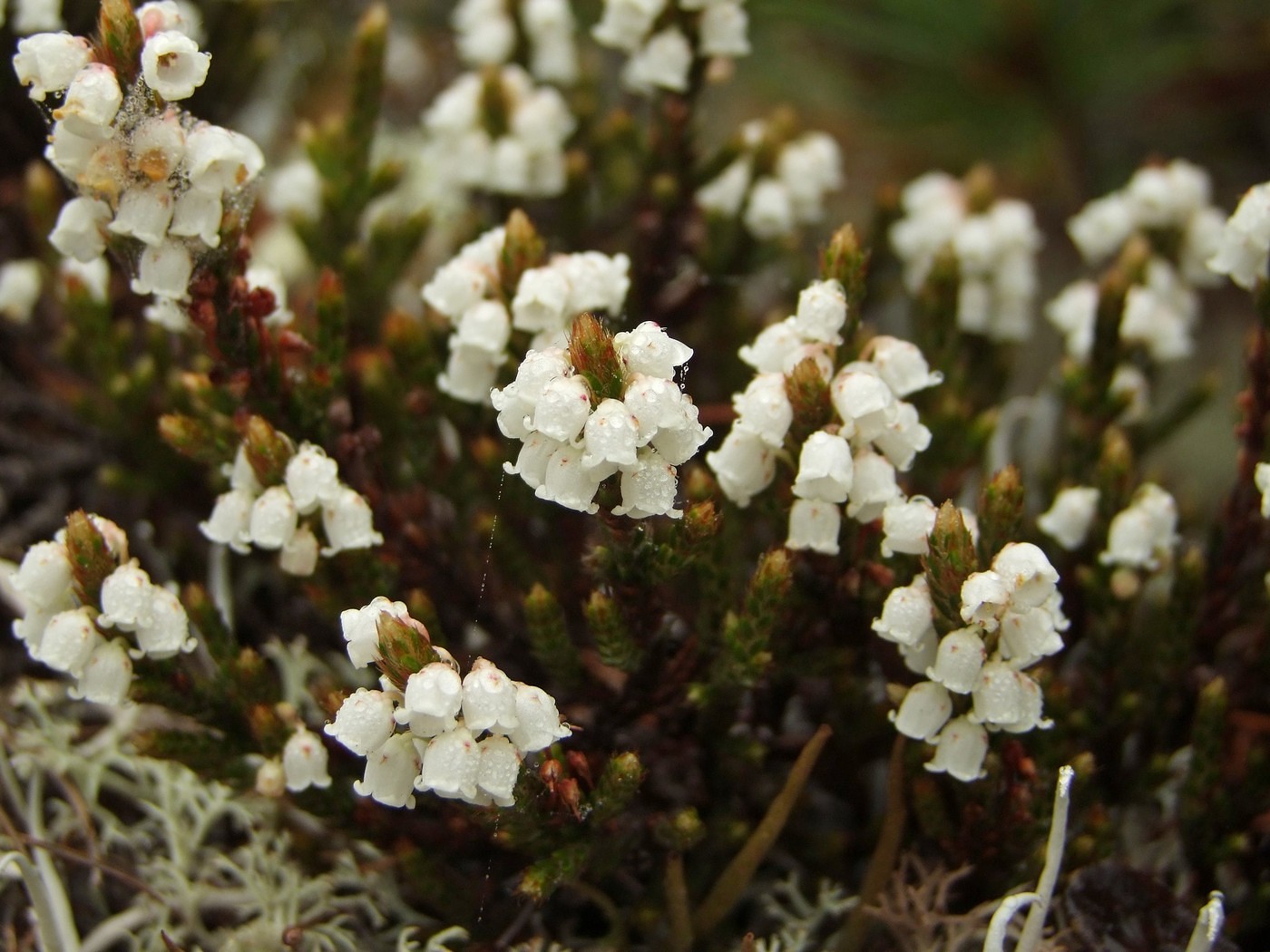 Image of Cassiope ericoides specimen.