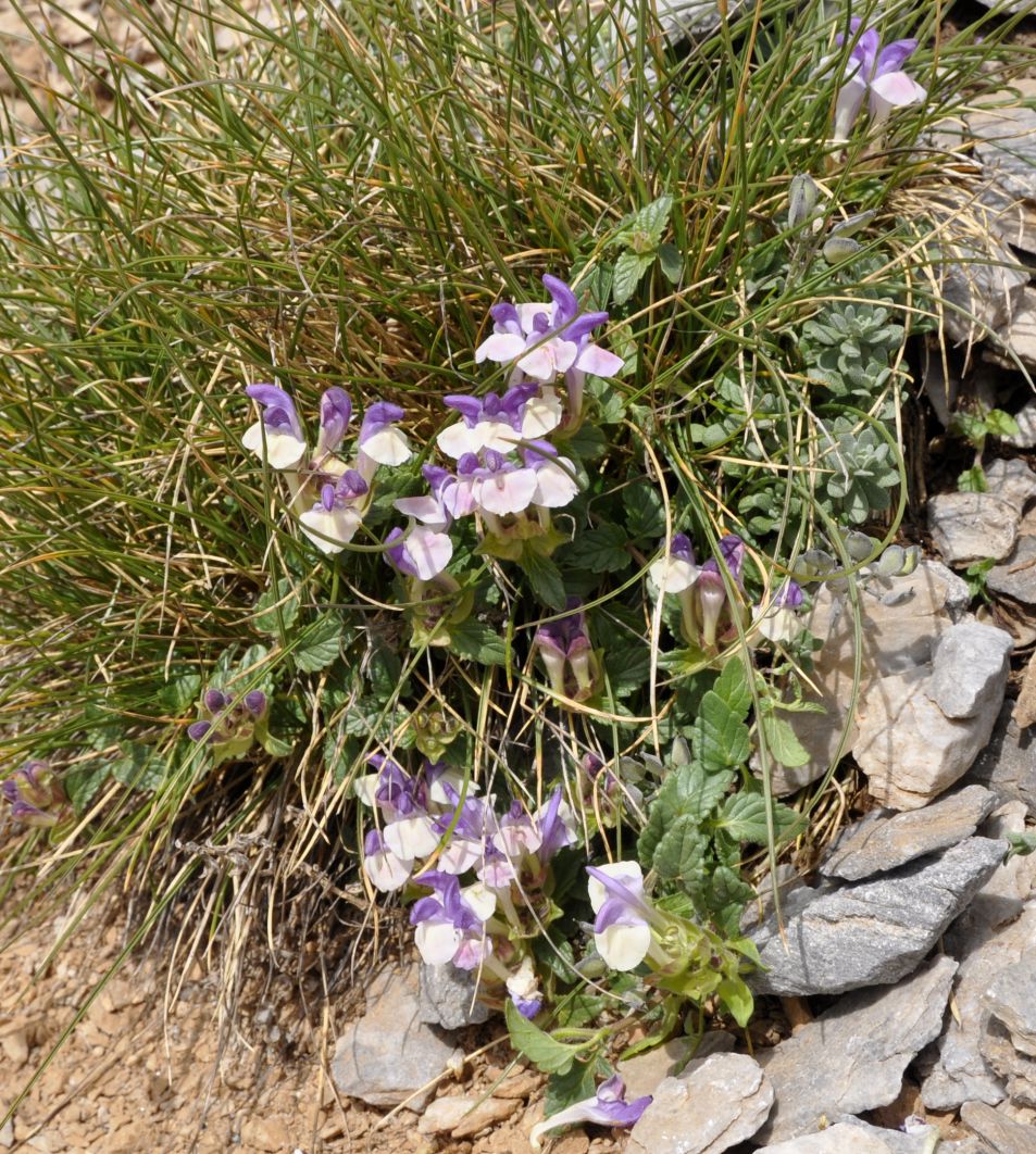 Image of Scutellaria alpina specimen.