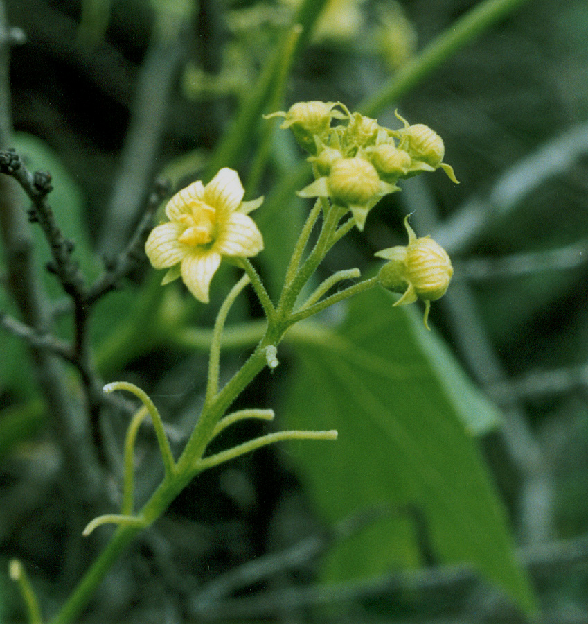 Image of Bryonia alba specimen.