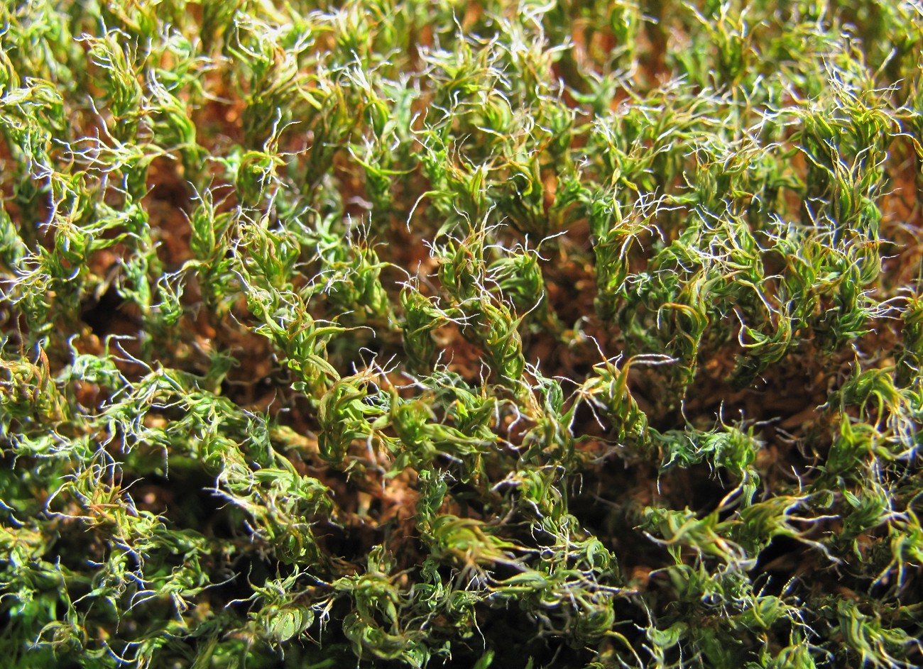 Image of Syntrichia ruralis specimen.