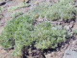 Artemisia glomerata