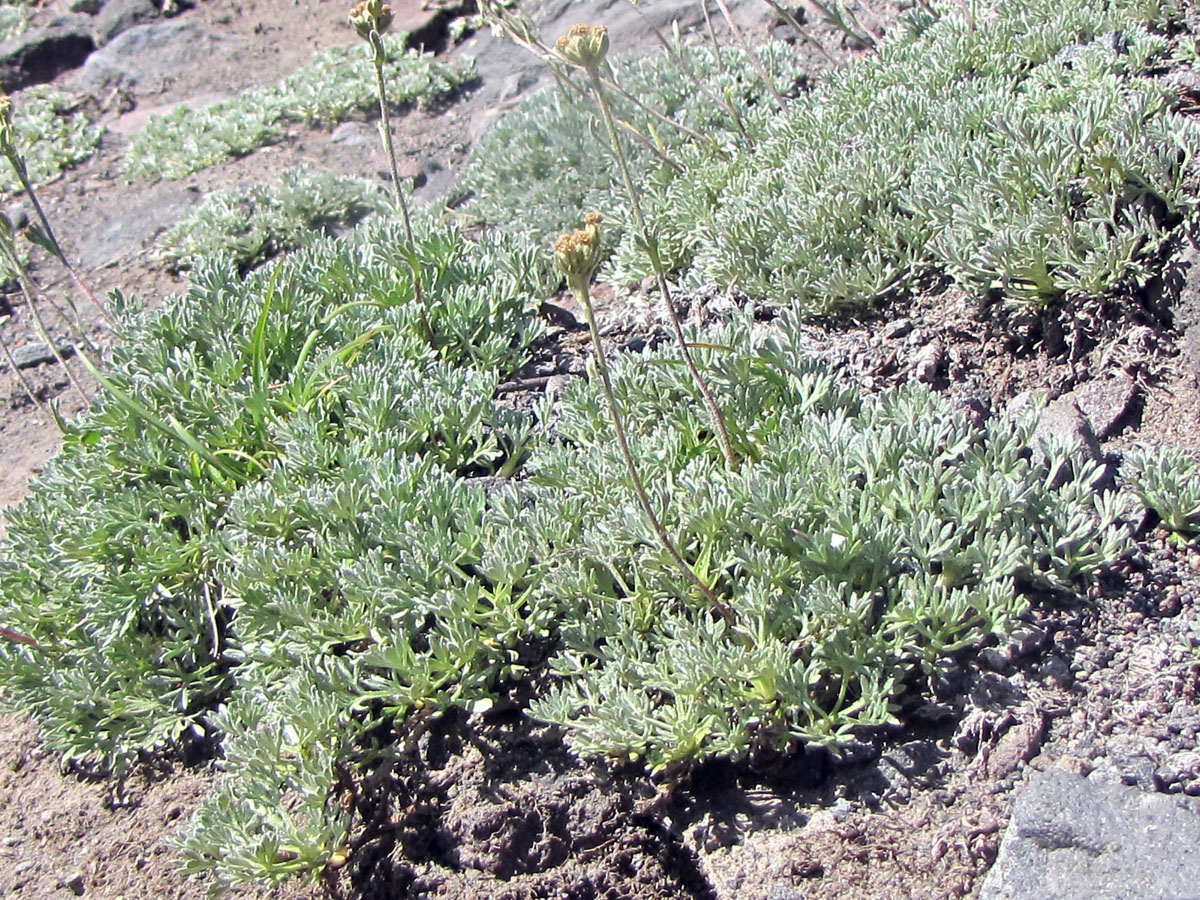 Image of Artemisia glomerata specimen.