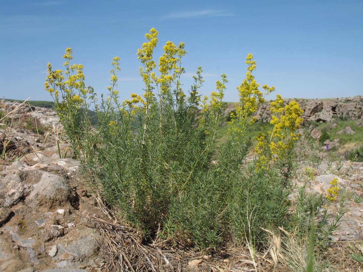 Image of Galium verum specimen.