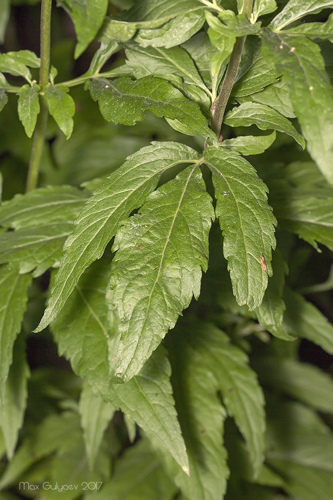 Image of Eupatorium cannabinum specimen.