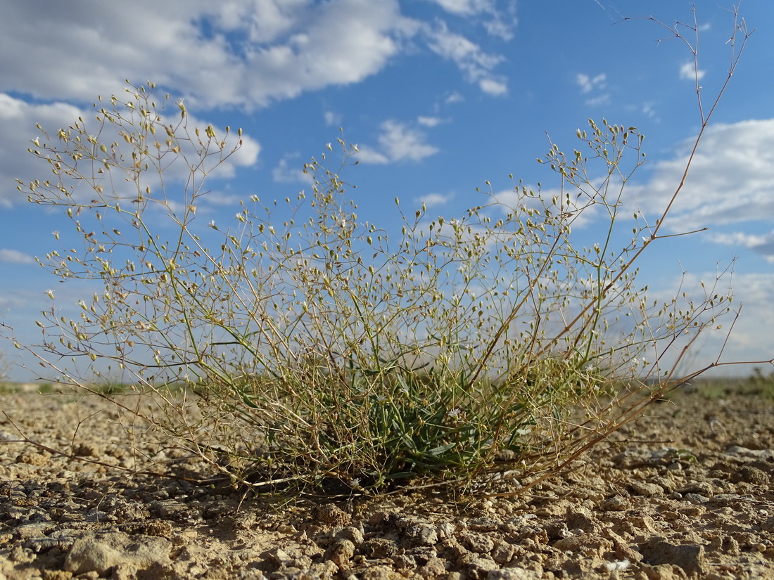 Изображение особи Gypsophila diffusa.