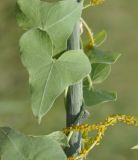 Cynanchum acutum. Часть побега с колонией тли Aphis nerii. Греция, Халкидики, окр. с. Неа Потидеа (Νέα Ποτίδαια). 07.08.2017.