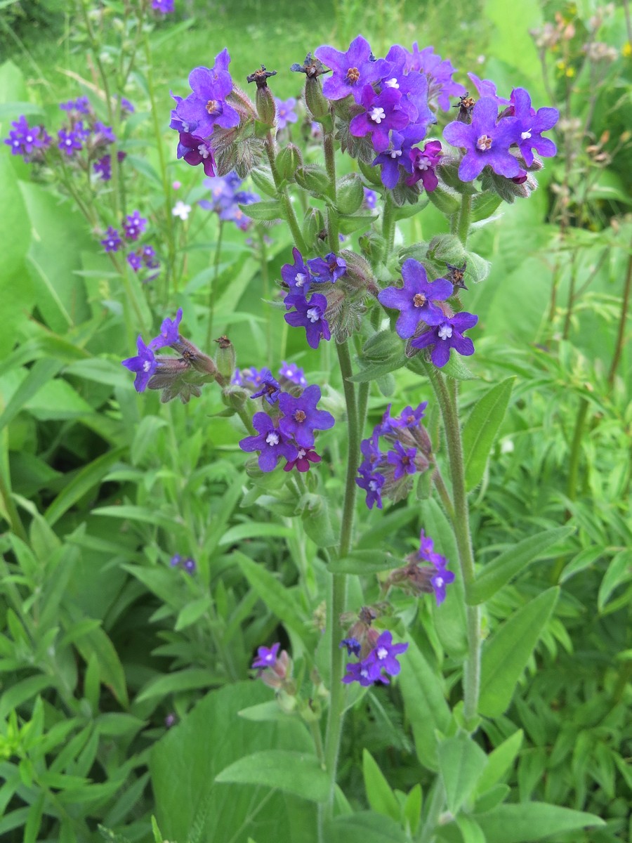 Image of genus Anchusa specimen.