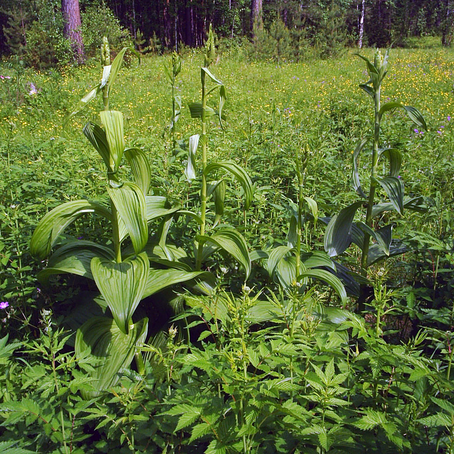 Изображение особи Veratrum lobelianum.