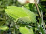 Passiflora caerulea. Бутон. Крым, городской округ Ялта, пгт Кореиз, живая изгородь. Июль 2017 г.