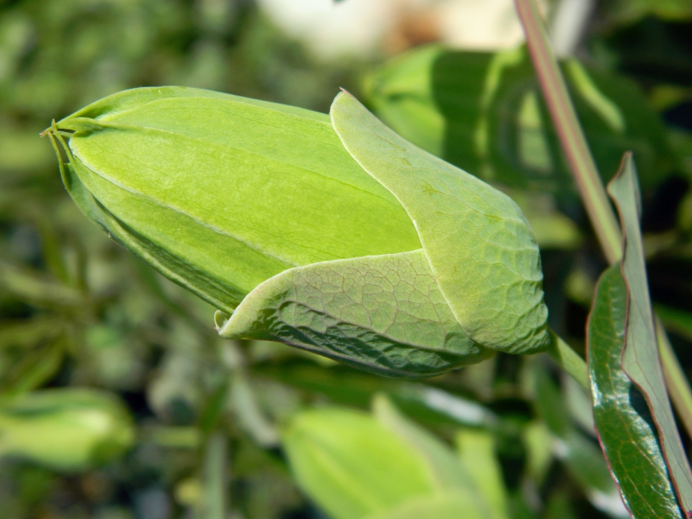 Image of Passiflora caerulea specimen.