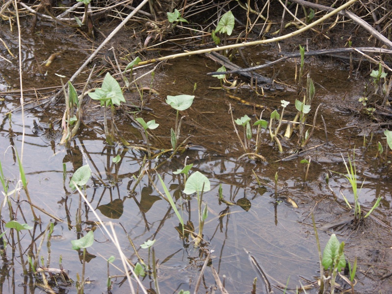 Image of Petasites spurius specimen.