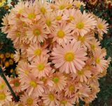 Chrysanthemum indicum. Соцветия. Южный берег Крыма, Никитский ботанический сад, в культуре. 29.10.2017.