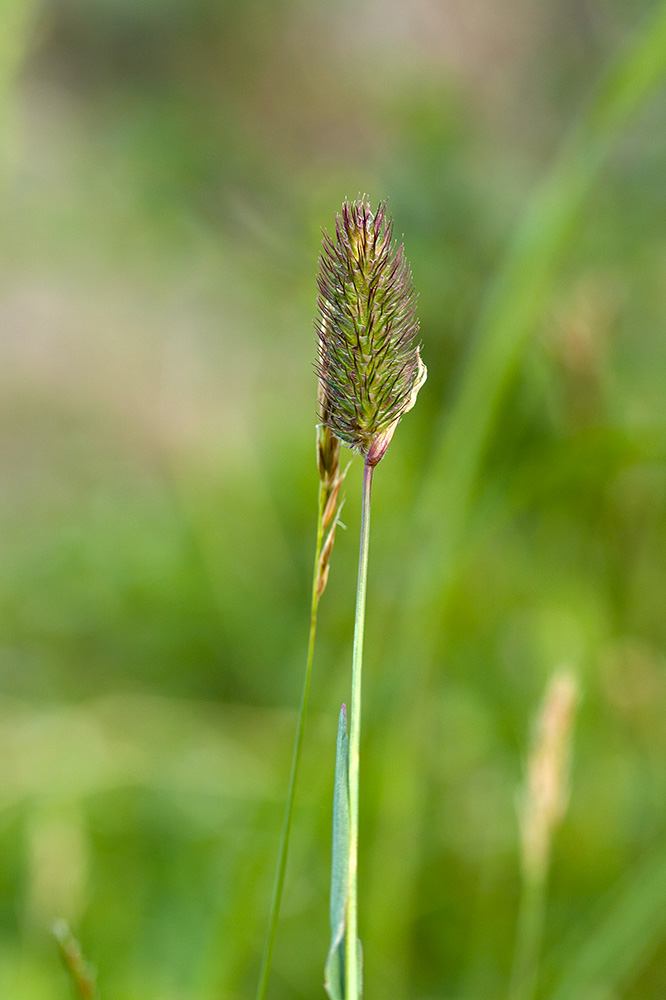 Image of Phleum alpinum specimen.