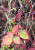 Rubus sanctus