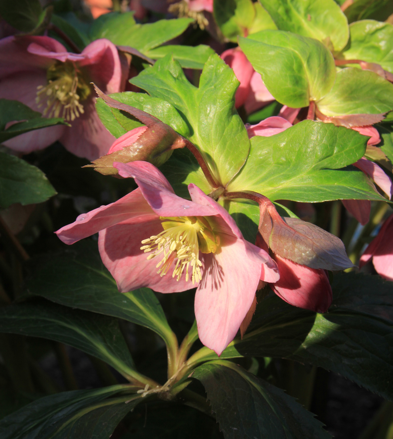 Image of Helleborus abchasicus specimen.