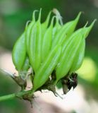 Astragalus glycyphylloides