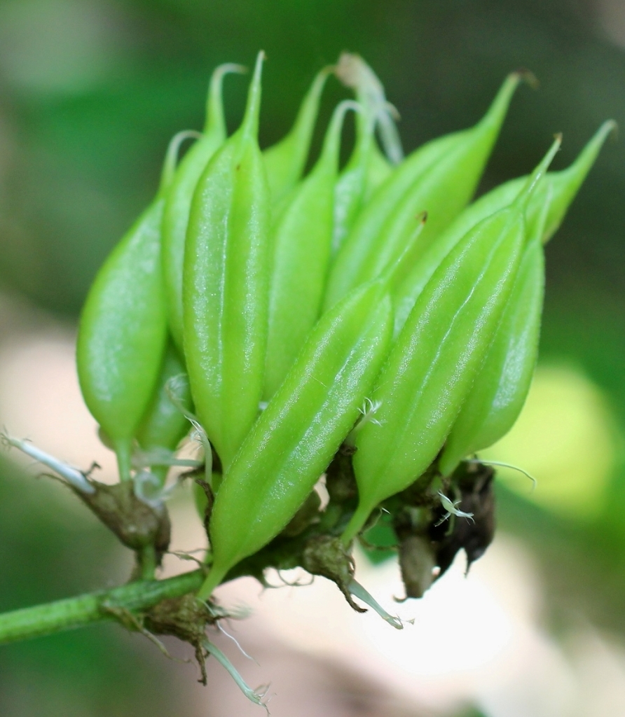 Image of Astragalus glycyphylloides specimen.