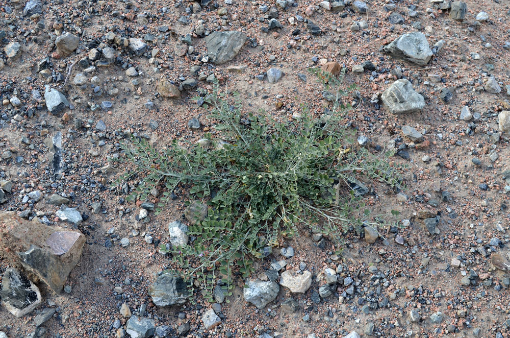 Image of Astragalus managildensis specimen.