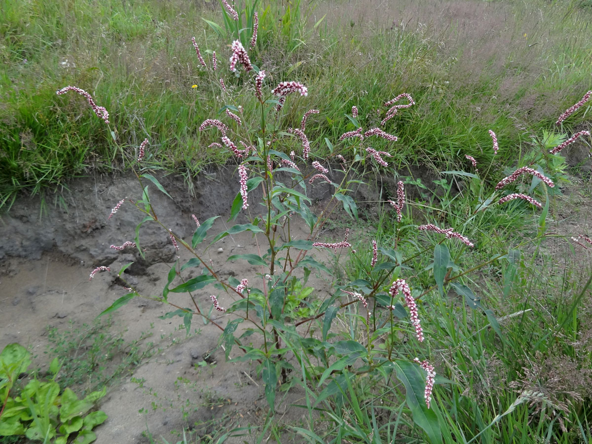 Image of genus Persicaria specimen.