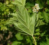 Physocarpus opulifolius. Лист (вид с нижней стороны). Восточный Казахстан, г. Усть-Каменогорск, Архитектурно-ландшафтный музей-заповедник, в культуре. 02.06.2017.