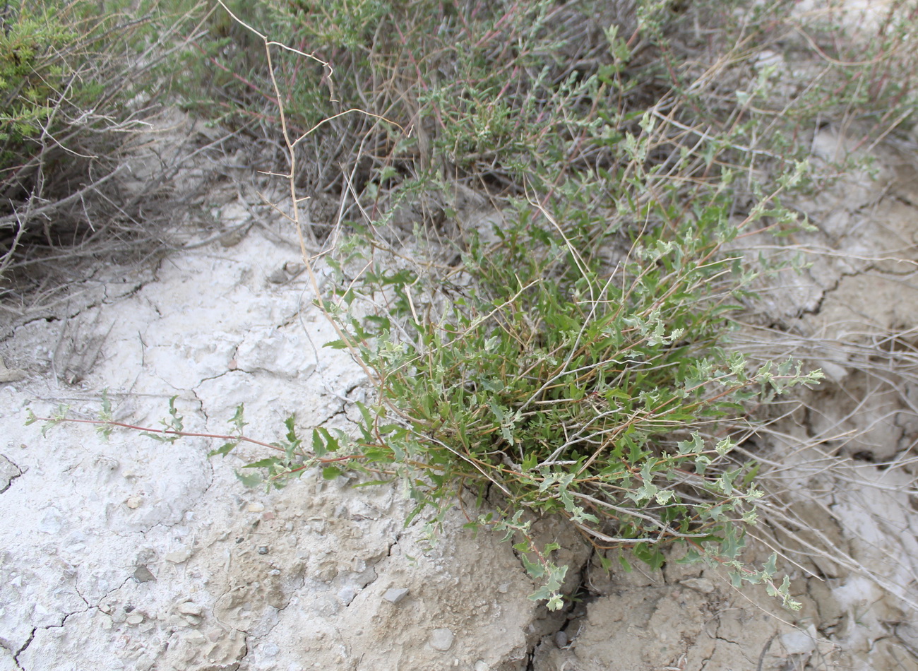 Изображение особи Atriplex lehmanniana.